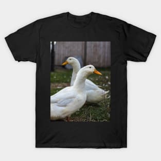 Two White Inseparable Ducks at the Farm T-Shirt